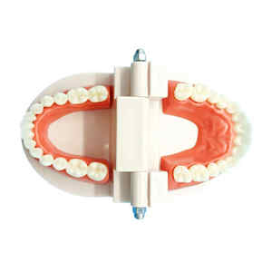 Insegnamento dentale Standard Modle denti bianchi per adulti modello Standard per spazzolatura della protesi modello orale - Product Image 3