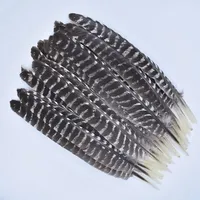 Lot de 10 Plumes d'Aigle Naturelles Véritables, Plumes Brutes pour Décoration, Artisanat de Faon, Accessoires de Carnaval, Plumes pour Broderie et Décoration