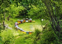 Miel de fleurs sauvages naturel en pot de 1 kg pour la vente au détail La Dolce Vita FABRIQUÉ EN ITALIE Qualité supérieure Sélection GVERDI Miel