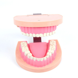 แบบจำลองฟันเด็ก J39052 อุปกรณ์ทดลองวิทยาศาสตร์ระดับประถมศึกษา เครื่องมือชีววิทยาระดับมัธยมศึกษา การสอน - Product Image 2