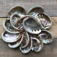 Coquillages d'Abalone Chinois Naturels Décoration de Plage Coquillages Paua Remplissage de Bassin à Poissons