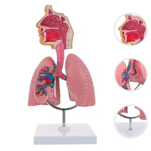 Anatomisches Modell der menschlichen Lunge für die medizinische Bildungs ressource für den <span class=keywords><strong>Asthma</strong></span> unterricht - Product Image 4