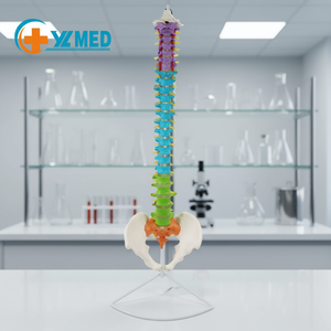 의료용 실물 크기 인간 척추 모형 컬러 유연 과학 해부학 척추 및 골반 플라스틱 뼈 모형 - Product Image 3