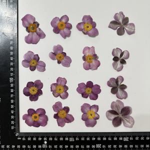 Uva selvagem folha anêmona pressionada flor - Product Image 2