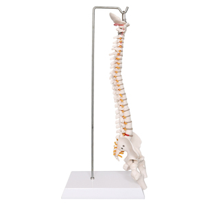 Anatomie — colonne vertébrale naturelle, modèle <span class=keywords><strong>C</strong></span>, 45cm - Product Image 3