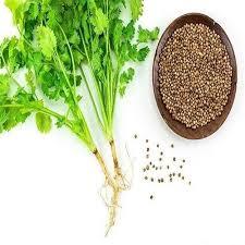 น้ำมันหอมระเหยผักชีบริสุทธิ์100% คุณภาพระดับพรีเมียมส่งตรงจากผู้ผลิตอินเดีย - Product Image 5