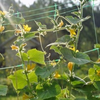 Jaring Penyangga Tanaman HDPE Ekstrusi Kekuatan Tinggi, Stabil UV, Tahan Lama, untuk Mentimun, Kacang Polong, dan Kacang-kacangan