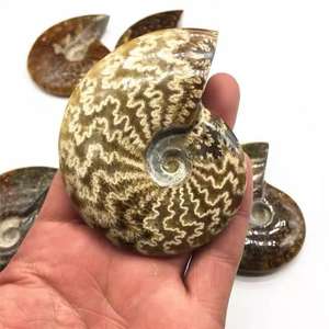 Spécimen fossile d'<span class=keywords><strong>ammonite</strong></span> naturelle irisée de Madagascar, cristal opaline, escargot pour l'enseignement des sciences biologiques de base - Product Image 4