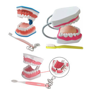 Hars tandmodel tanden onderwijs tandheelkunde studie verwijderbare orthodontische implantaat praktijk training opleiding - Product Image 3