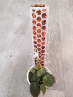 Poteaux d'extension en plastique pour plantes grimpantes, poteaux de soutien en mousse pour Monstera, bâtons de mousse pour plantes grimpantes