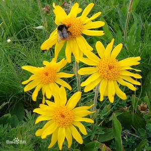 Suplemen alami <span class=keywords><strong>Arnica</strong></span> Montana bubuk <span class=keywords><strong>Arnica</strong></span> Montana bubuk ekstrak bunga - Product Image 4