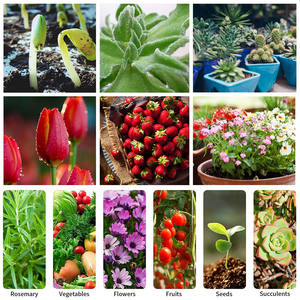 Liweida Best Full Spectrum LED Cob Chip Grow Lights Kleines Indoor-Gartens amen Start für Zimmer pflanzen Bloom E27 B22 E26 Gu10 - Product Image 5