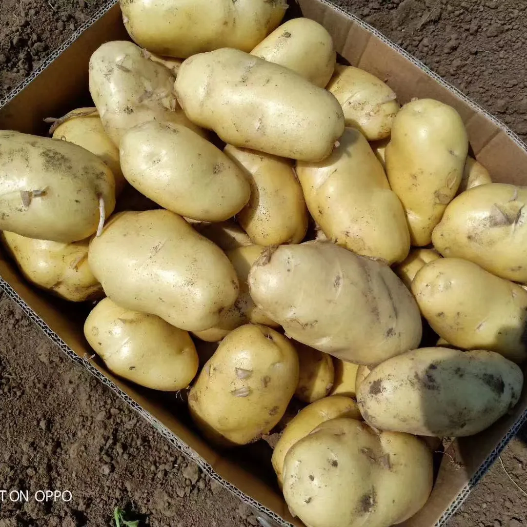 뜨거운 판매 100g 및 신선한 새로운 작물 감자 공장 가격