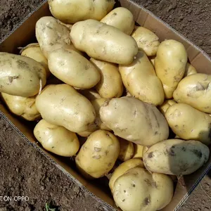 Hot sell for the 100g and up fresh new crop potato from the factory price