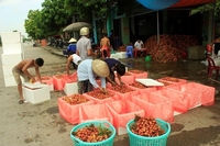 Lychee/Litchi/Litchee Vietnam Leverancier Hoge Kwaliteit Beste Prijs-Whatsapp: Ms.Pinky (+ 84) 35 9268 345