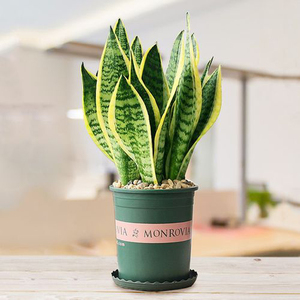 Planta Viva de Orquídea Tigre Bonsái al por Mayor, Planta de Serpiente Perenne Verde para Paisajismo, Decoración de Interiores, Hogar, Oficina y Hotel - Product Image 4