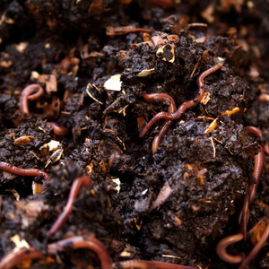 Nouvelle vente promotionnelle 2025 : Engrais organique composté Verm de 1 kg d'origine indienne - Qualité export très demandée pour l'agriculture - Product Image 1