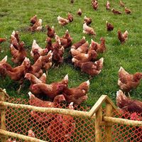 Filet en plastique pour poulets, prix imbattable, populaire en 2024, pour l'élevage de poulets, cage à poulets, élevage de poulets de chair