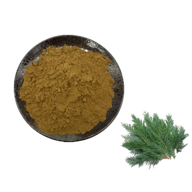 Platycladus orientalis leaf ex