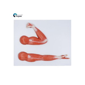 Modèle anatomique des muscles flexeurs et extenseurs du bras, deux poses, modèle de présentation de la structure <span class=keywords><strong>musculaire</strong></span> de l'artère supérieure pour l'enseignement de la biologie et de l'anatomie - Product Image 1