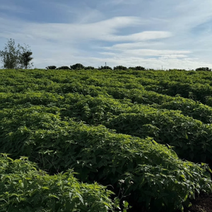 ผงเคี้ยวหญ้าแมวแบบยั่งยืนของเล่นสำหรับเคี้ยวของเล่นสำหรับย่อยอาหารจากเวียดนาม - Product Image 1