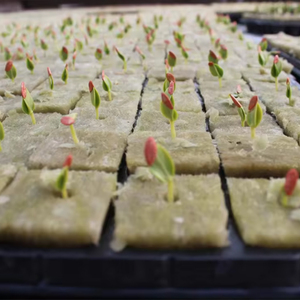 Cubos de PE para Germinación de Semillas de Hidroponía, Cultivo de Vegetales, Invernadero y Vivero - Product Image 6