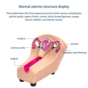Dispositivo Intrauterino <span class=keywords><strong>Anticonceptivo</strong></span> Femenino y Herramienta de Entrenamiento con Órganos Removibles para Prácticas de Aprendizaje, con Certificación CE/ISO - Product Image 2