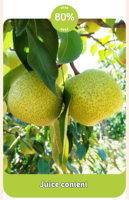 Zo Natuurlijk FD Fruit Knapperige Peer Vriesgedroogde Peerchips