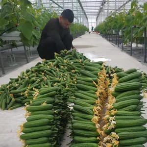 سعر منخفض نفق 200 Micron بلاستيك Po فيلم الدفيئة المستخدمة في الخس الطماطم نظام الزراعة المائية السعر - Product Image 3