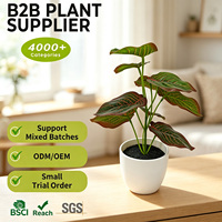 Fabrication sur mesure de fleurs artificielles vertes Fittonia de 20 cm, aspect réaliste, respectueuses de l'environnement, résistantes aux UV, personnalisables, décoration de bureau