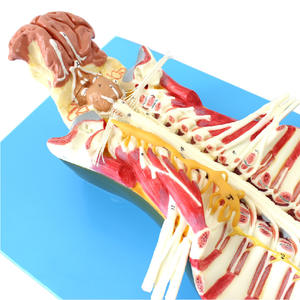 Anatomiemodel Van Het Menselijk Wervelkanaal Met Zenuwen In Het Ruggenmerg-Voor Anesthesie En Minimaal Invasieve Lumbaal Onderwijs - Product Image 4