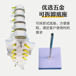 Modelo de cadera lumbar de cinco segmentos, modelo de columna vertebral, modelo de pelvis, modelo de esqueleto humano, disco intervertebral femoral - Product Image 5