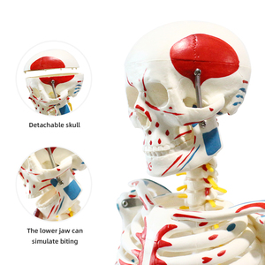 Modèle de squelette de 85 cm incluant les zones de départ et d'arrivée de tous les muscles, des disques intervertébraux, des nerfs et des os - Product Image 2