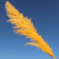 Pampas — botte de roseaux des marais séchés à la main, 10 pièces, plantes décoratives, Style occidental, DIY, pour un cadeau de noël, pour faire un mariage