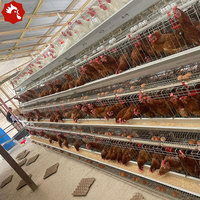 Cages à volailles de type A à 3 niveaux, haute résistance à la corrosion, pour élevages de poulets pondeurs aux Philippines