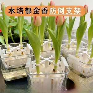 Soporte antivuelco para tulipanes hidropónicos, soporte de cesta de 4 orificios, equipo de riego para estabilidad del crecimiento - Product Image 3