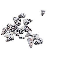 Coquillages en vrac naturels en gros, petits coquillages coniques hébraïques Conus Ebraeus XS, capuchons de perles, cadeau, décoration d'intérieur, forme géométrique