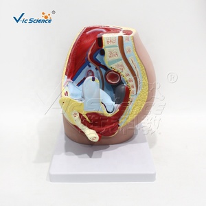 Modello Anatomico Avanzato del Pelvi Femminile Umano - Product Image 6