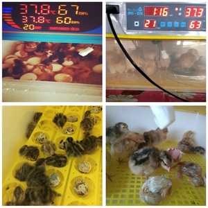 Chất Lượng Tốt Nhất 96 Lồng Ấp Trứng Với CE Tự Động Gà Trứng Lồng Ấp Con Lăn Khay Trứng - Product Image 4