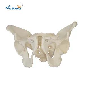 Model kerangka Pelvis pria, model kerangka pelvis pria