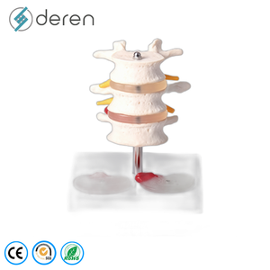 Modelo de Clasificación de Huesos Humanos de PVC, Tamaño Real, Huesos Largos, Cortos, Planos e Irregulares, Exhibición de Anatomía Ósea para Escuelas de Medicina - Product Image 5