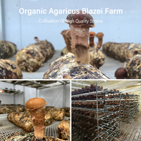Amulyn Bulk Agaricus Blazei Murrill Poeder 10:1 Verhouding Extract Ruw Braziliaans Paddenstoel Fruitlichaam Rechtstreeks Poeder