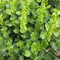 PP Extruded Trellis Mesh Netting Klimnet Komkommer Trellis Net Groente Fruit Plant Ondersteuningsnet