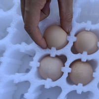 Plateau de protection pour œufs de caille en mousse EPE à 10 trous, léger et résistant aux chocs