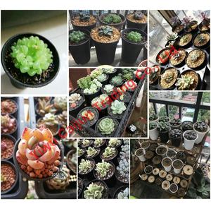 Fioriere succulente in plastica bianca nera rotonde quadrate poligonali <span class=keywords><strong>Haworthia</strong></span> Maughanii vivaio fioriera fioriera Home Garden Decor - Product Image 6