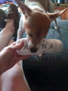 XANAXa giocattoli da masticare per animali domestici all'ingrosso Chill Pup divertente giocattolo per cani parodia di peluche cigolante giocattolo per cani - Product Image 3