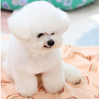 Couverture pour animaux de compagnie personnalisée en polaire Sherpa douce, imprimée, chaude, pour l'hiver, en peluche, lavable, pour chiots, en gros