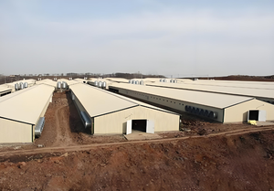 Chi phí thấp hiện đại prefab đẻ trứng gà Coop nhà xây dựng thiết kế chăn nuôi gà sữa cho trứng - Product Image 4