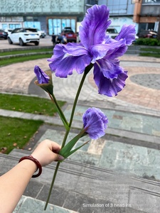 Venta al por mayor nuevo <span class=keywords><strong>IRIS</strong></span> artificial de 3 cabezas púrpura y blanco para jardín decoración de boda flores falsas para comercio exterior - Product Image 6