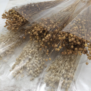 Fleurs séchées Sesamum indicum Flax Fait à la main Préservé Naturel Fleurs et plantes décoratives pour mariage Décoration de la maison - Product Image 4